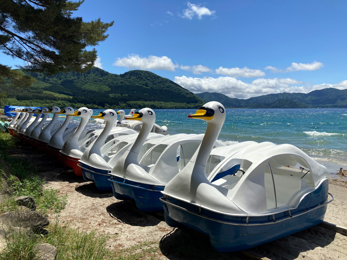 A row of swan-shaped pedal boats lined up on a sandy shore, with a vibrant blue lake and lush green mountains in the background. A tree with broad leaves partially frames the left side of the image. The sky is clear with some scattered clouds.