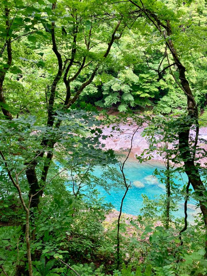 A serene scene of a turquoise river flowing through a lush, green forest. Tall, leafy trees frame the river, creating a sense of depth and tranquility. The sunlight filters through the foliage, casting a gentle glow on the vibrant greenery and clear water.