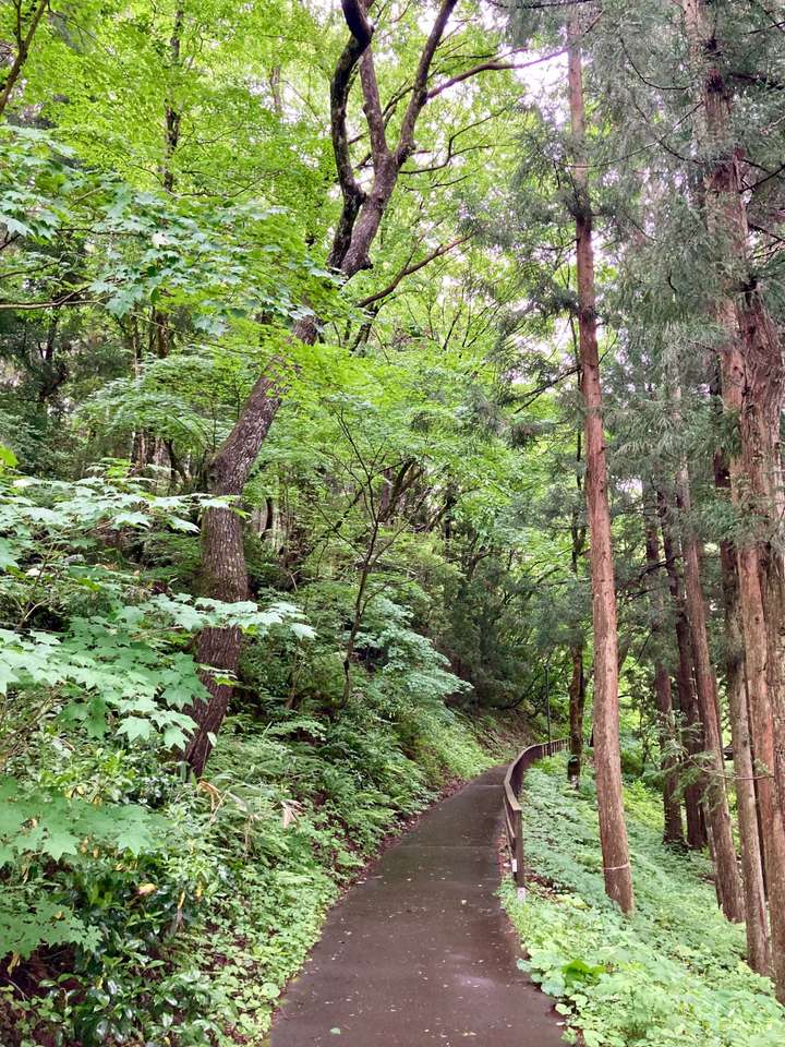 A narrow paved path winds through a lush, green forest with tall trees on either side. The trees have dense foliage, and ferns and other vegetation line the path. The area appears serene and untouched, creating a peaceful, natural atmosphere.